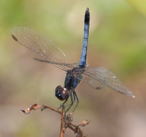 Male
2008_05_09_SC